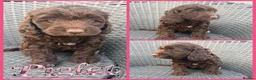 Cockapoo dogs for sale: ⭐️Beautiful F1 Cockapoo Puppies⭐️ - Advert 1