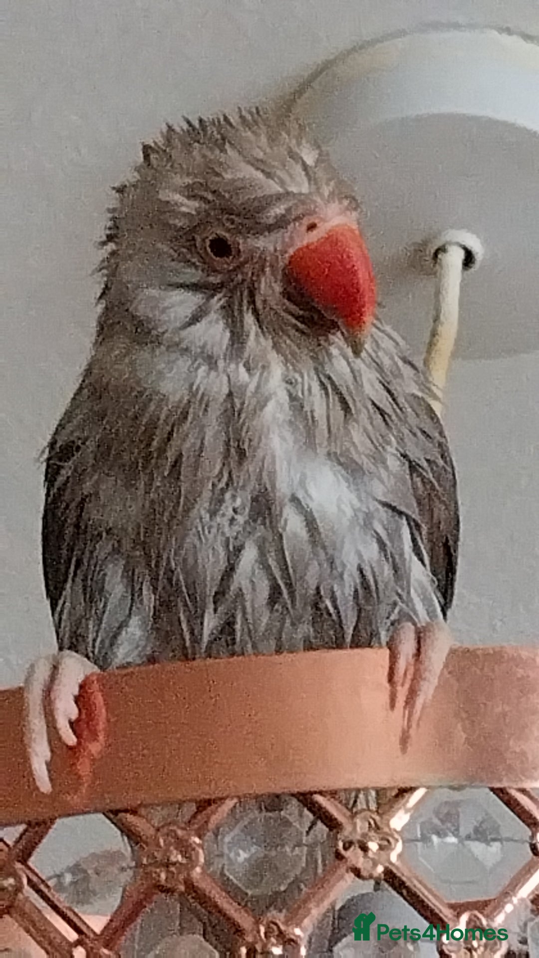Ringnecks birds for sale: Misty oo - Image 2