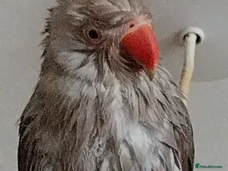 Ringnecks birds Misty moooo - Advert 9