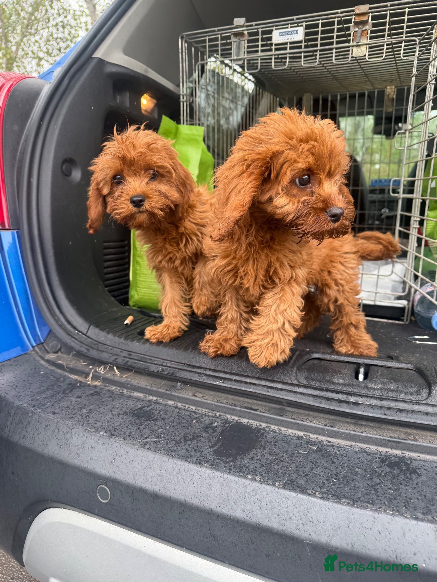 Cavapoo dogs cavapoo puppies  - Advert 1