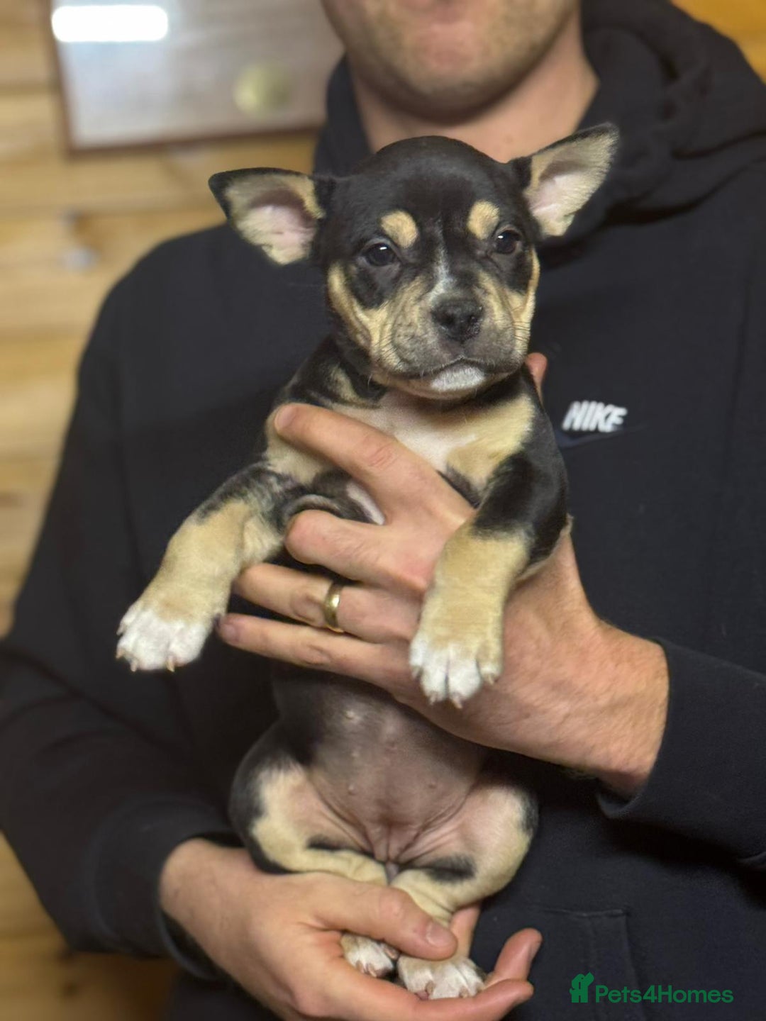 American Bully dogs for sale: Pocket bully - Advert 5