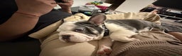 French Bulldog dogs for sale: Bobby - Advert 2