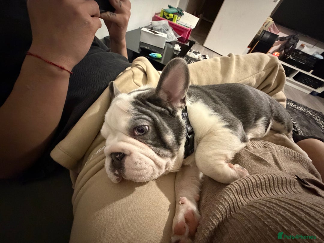 French Bulldog dogs for sale: Bobby - Advert 2