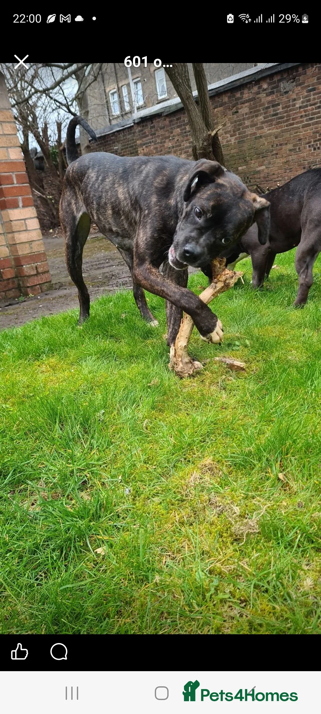 Mixed Breed dogs for sale: Mastiff cross  - Advert 2