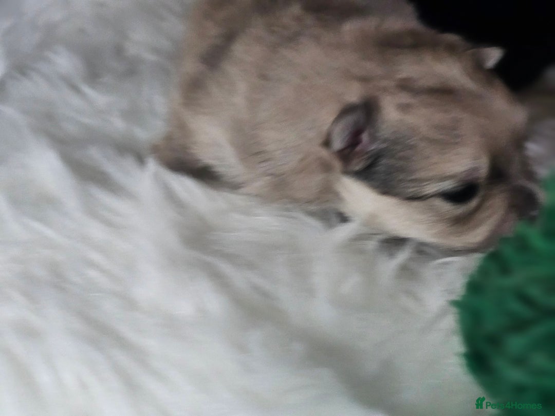 Pomeranian dogs for sale: 4 beautifull pomeranian puppies  - Advert 9