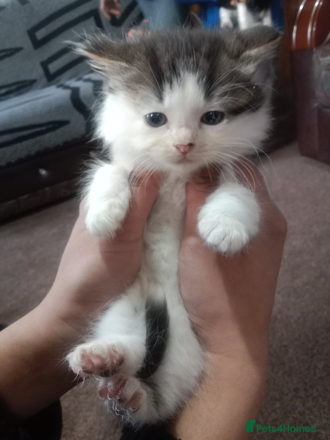 Asian cats for sale: Imran - Advert 3