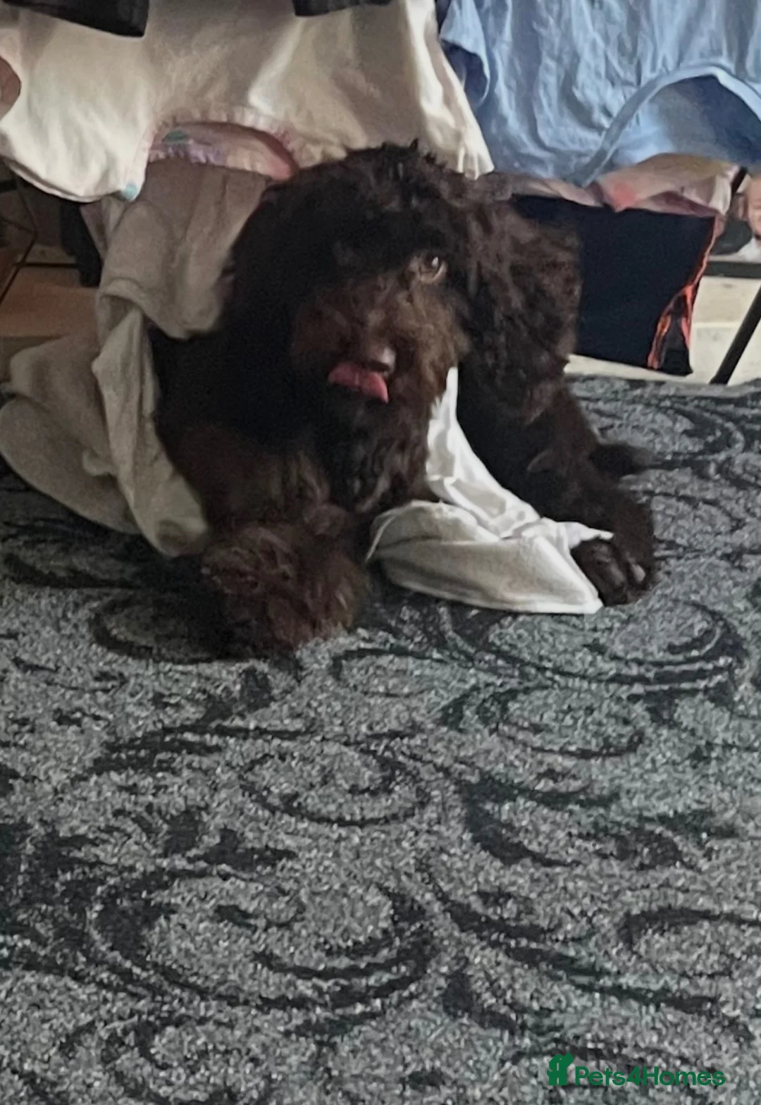 Cockapoo dogs for sale: Cockapoo chocolate male  - Advert 3
