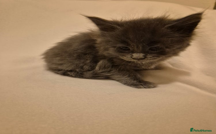 Maine Coon cats - Advert 14