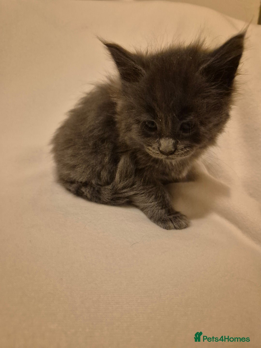 Maine Coon cats for sale: 5 week old Pure Bred Maine Coons for sale. - Image 1