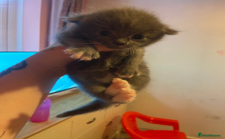 British Shorthair cats - Advert 17