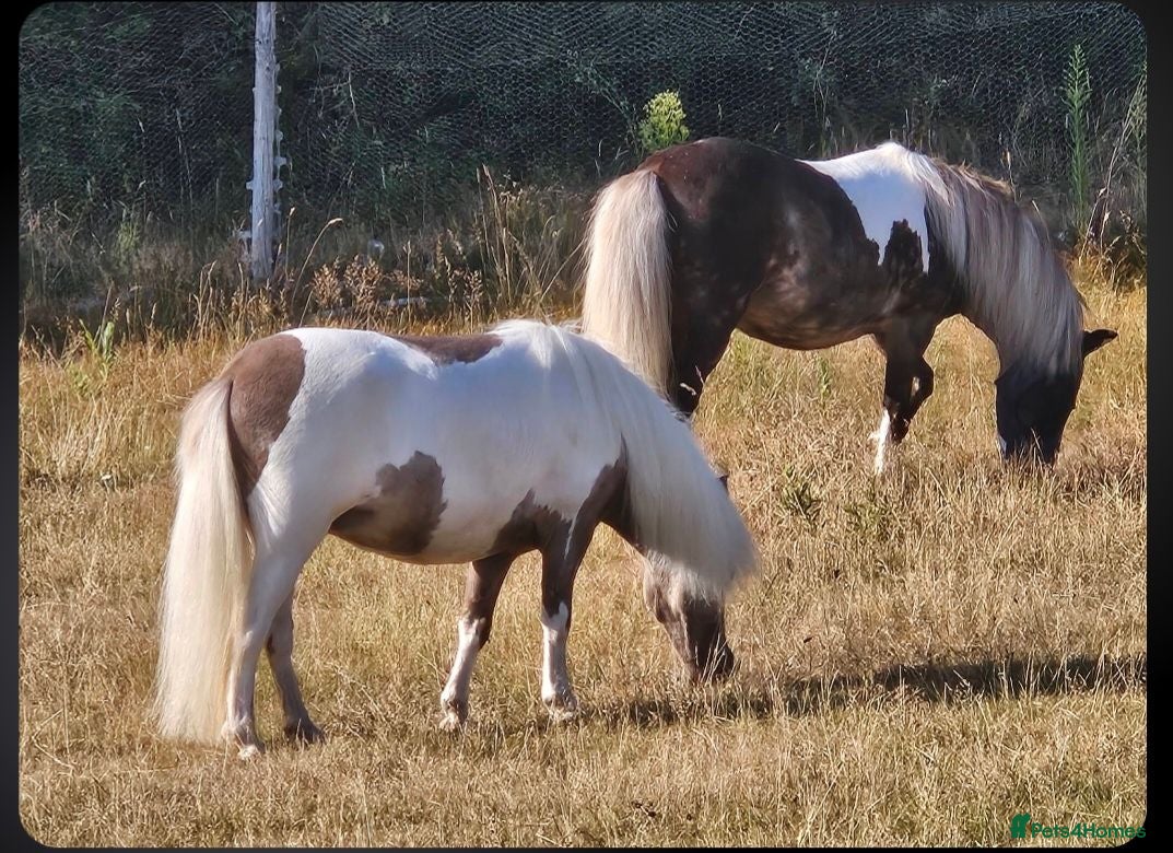 Miniature horses Reg American Miniature Horse Filly - Advert 15