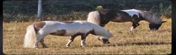 Miniature horses for sale: Reg American Miniature Horse Filly - Advert 1