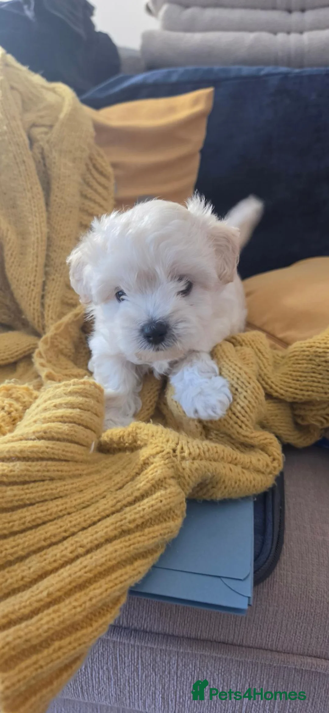 Mixed Breed dogs for sale: Labradoodle mix - Advert 2