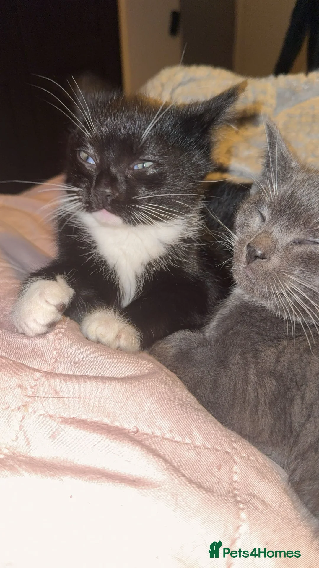 American Shorthair cats for sale: kitten - Advert 4