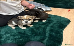 Chihuahua dogs for sale: Chihuahua  - Advert 10