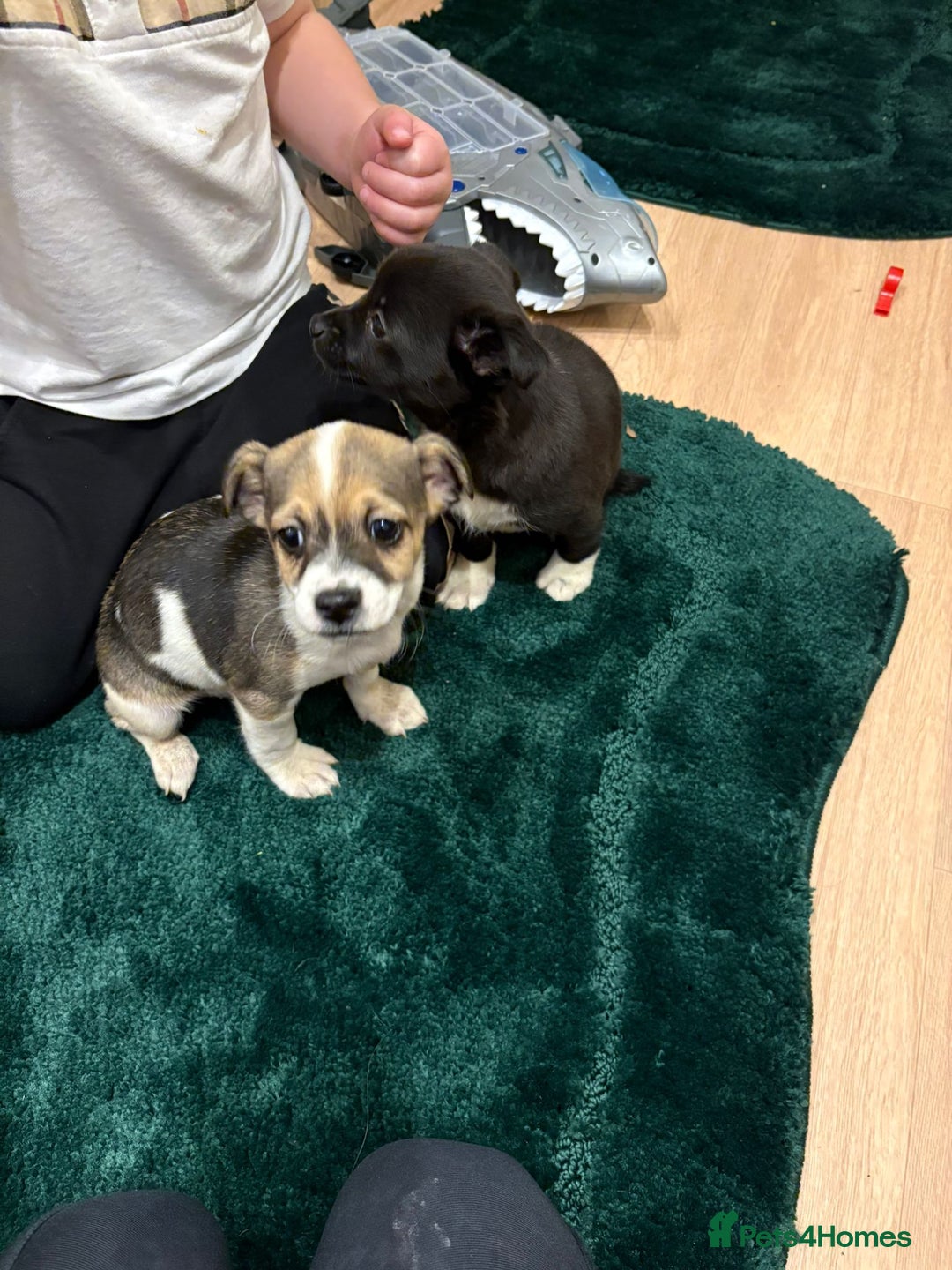 Chihuahua dogs for sale: Chihuahua  - Advert 10