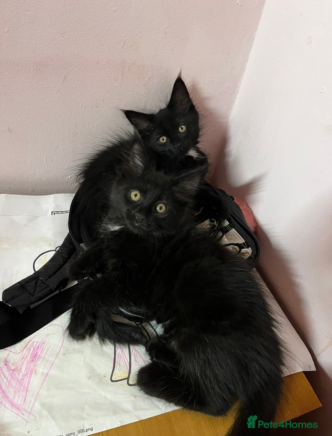 Maine Coon cats for sale: 2 sweet boys looking for new home - Image 14