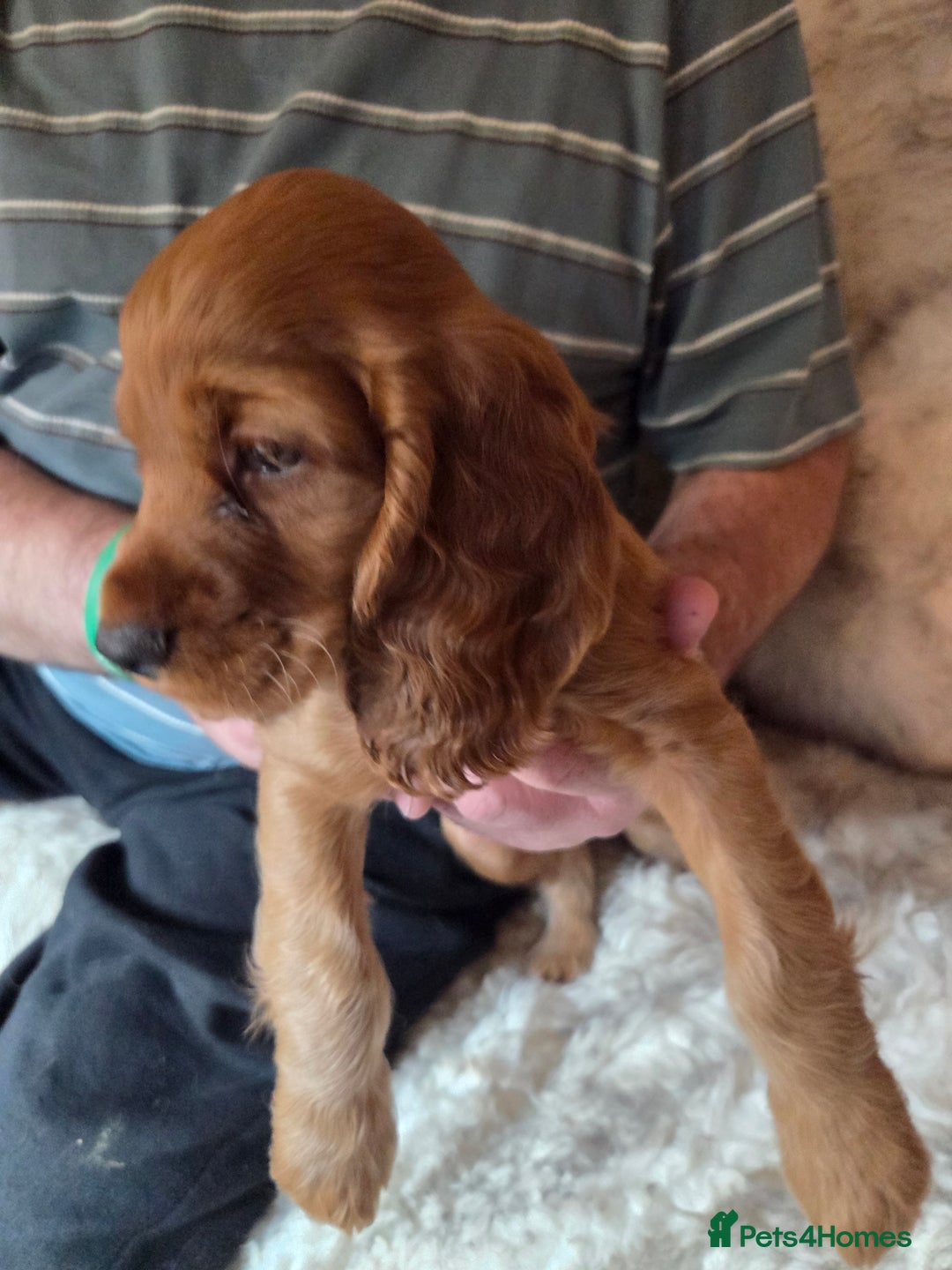 Cocker Spaniel dogs for sale: Beautiful and sweet puppy😊 - Image 36
