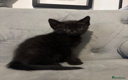 British Shorthair cats for sale: Kittens for sale  - Advert 7