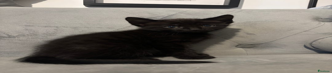 British Shorthair Kitten 2