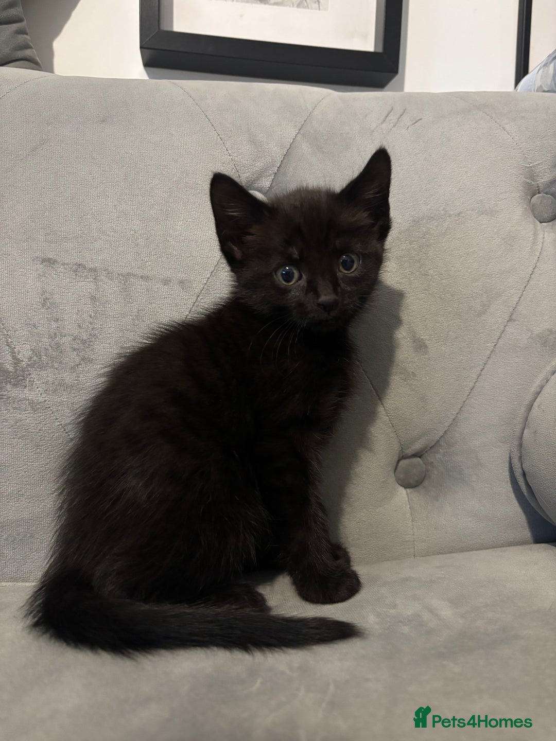 British Shorthair cats for sale: Kittens for sale  - Advert 7