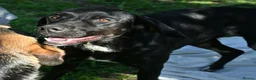 Pointer dogs for adoption: Donna – Beautiful English Pointer Cross - Advert 9