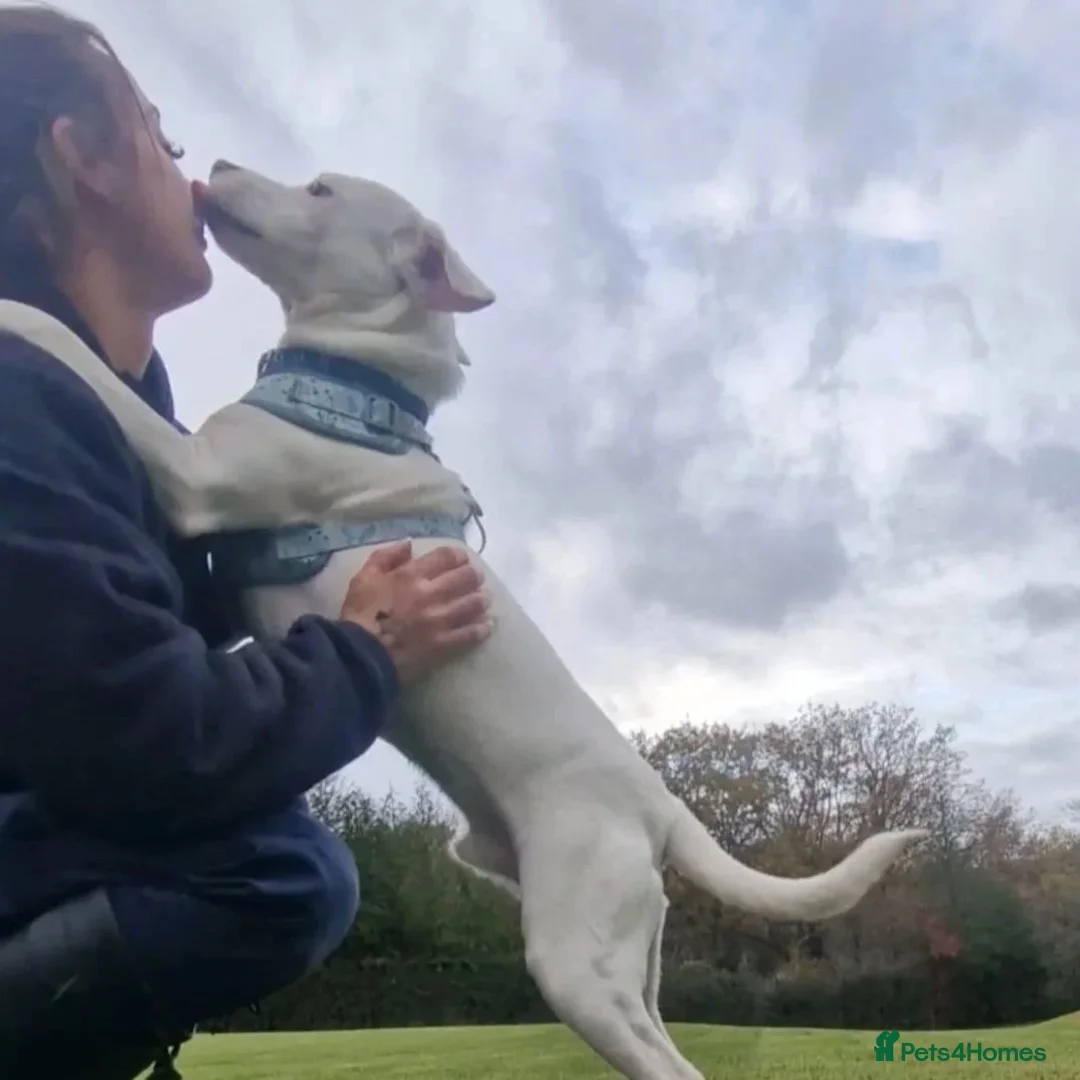 Mixed Breed dogs for adoption: Aspen (white beagle mix) - Advert 11