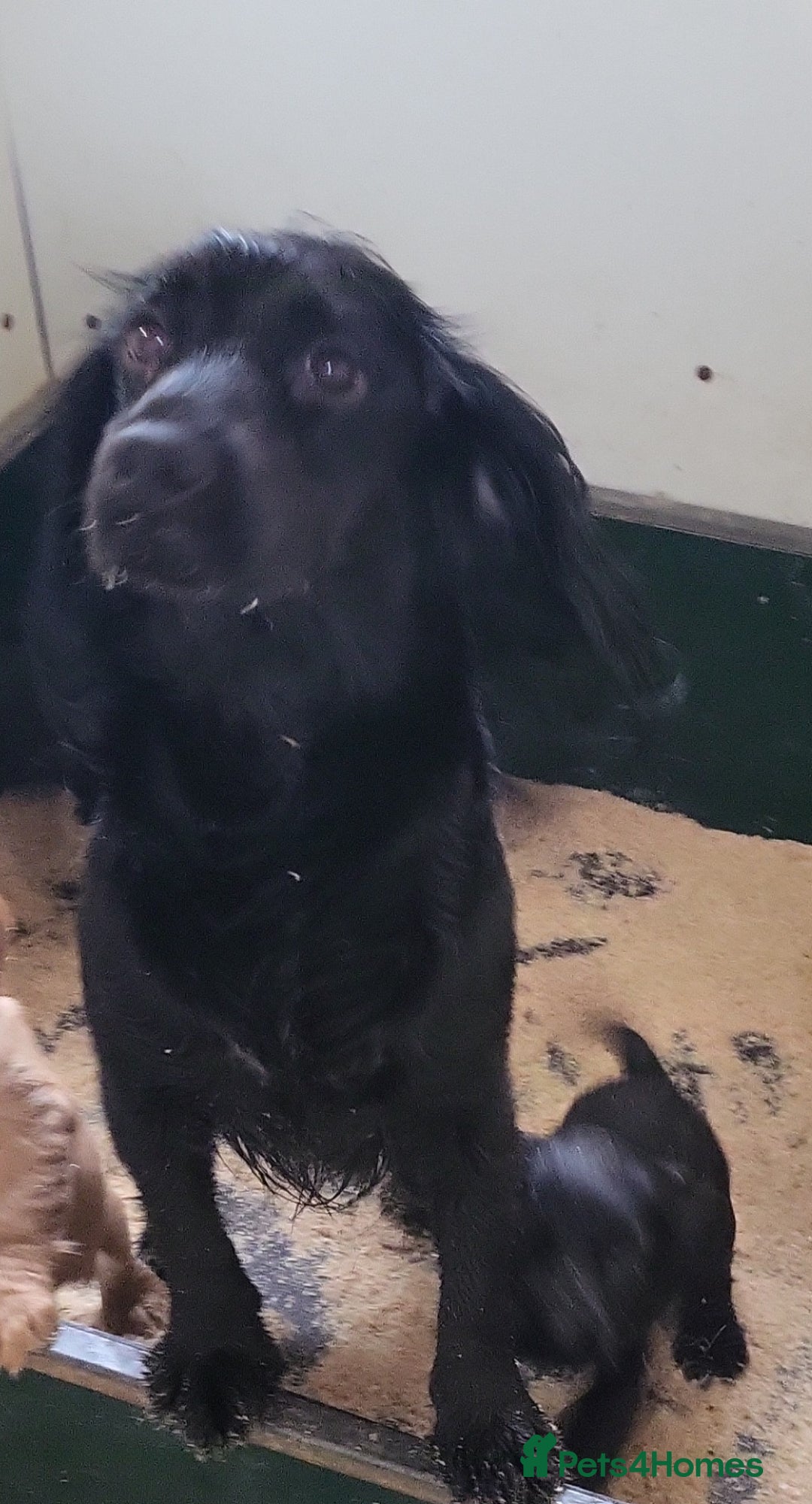 Cocker Spaniel dogs for sale: Cocker spaniel puppies  - Advert 1