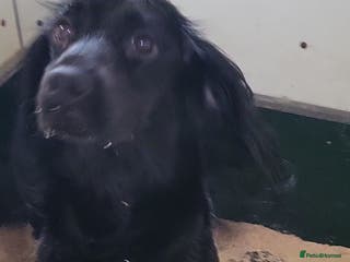 Cocker Spaniel dogs Cocker spaniel puppies - Advert 2