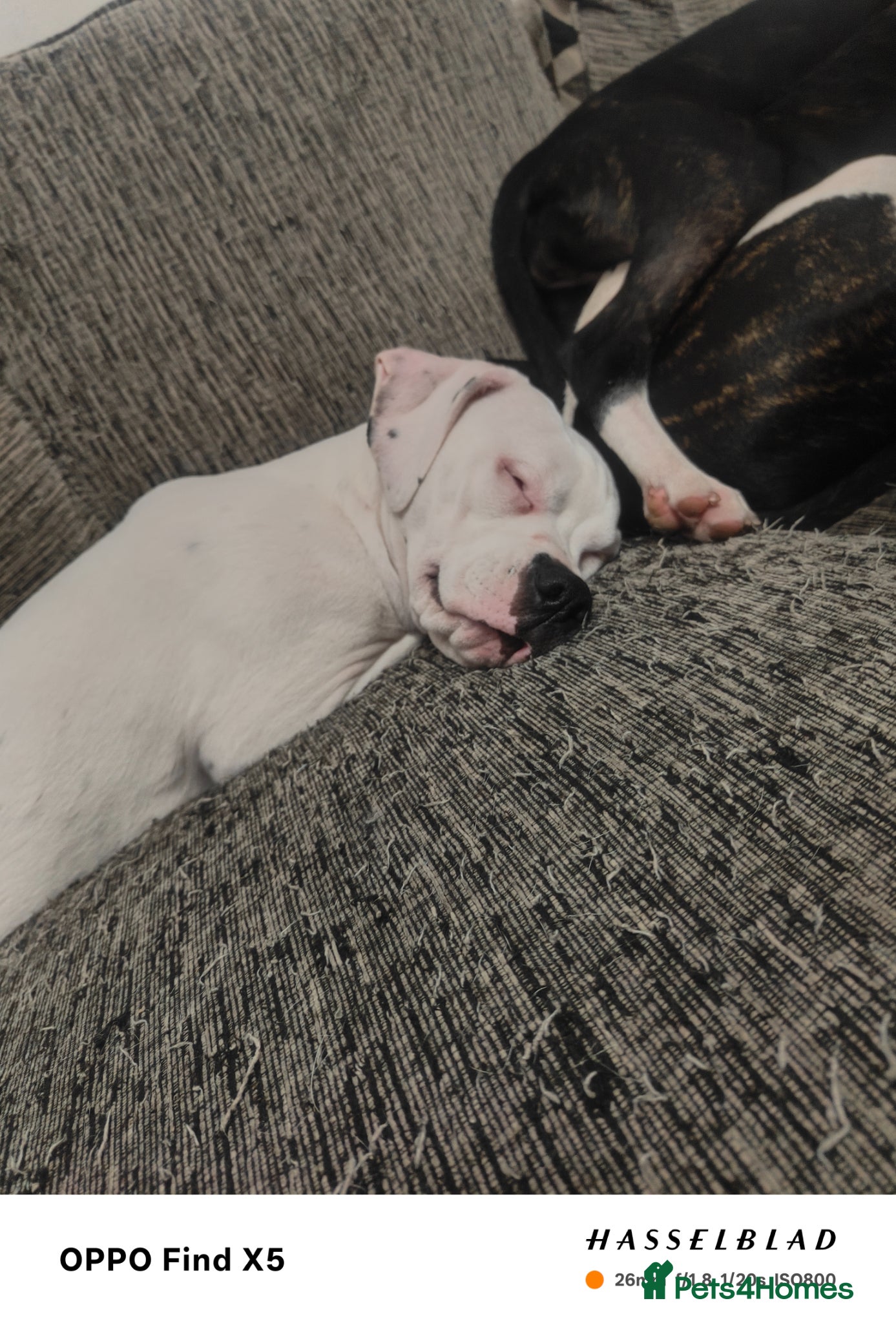 Mixed Breed dogs for sale: 2 female American bulldog x staffys available  - Advert 1