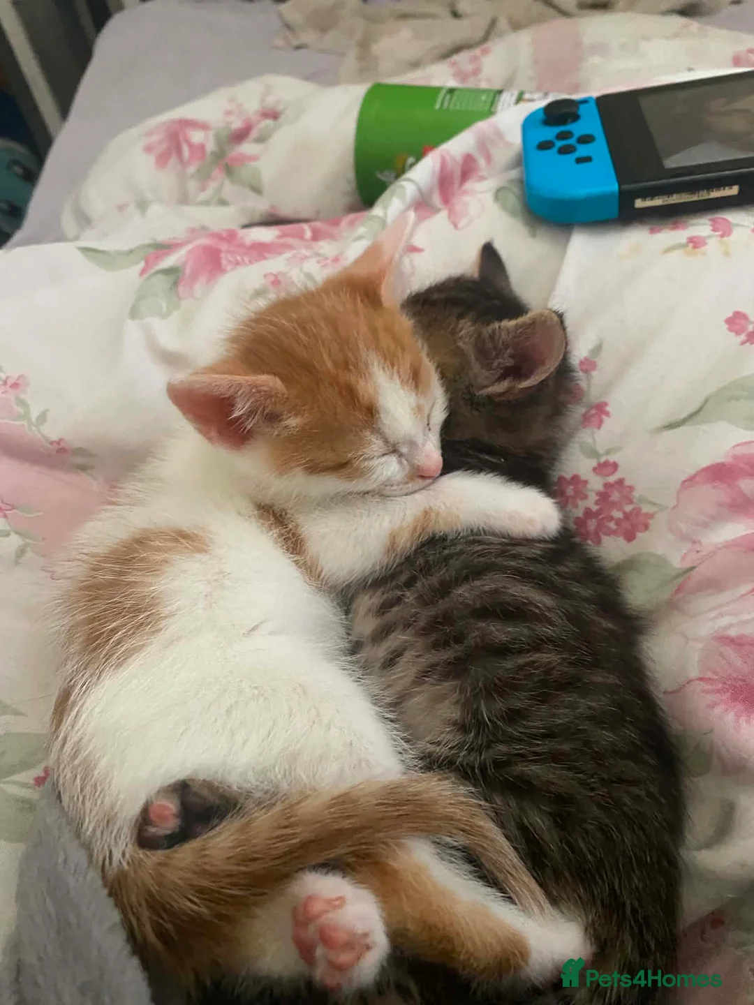 Mixed Breed cats for sale: Beautiful boy for sale - Advert 4