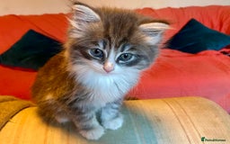 Siberian cats for sale: x5 Adorable Pure Siberian Kittens to re-home😻 - Image 6
