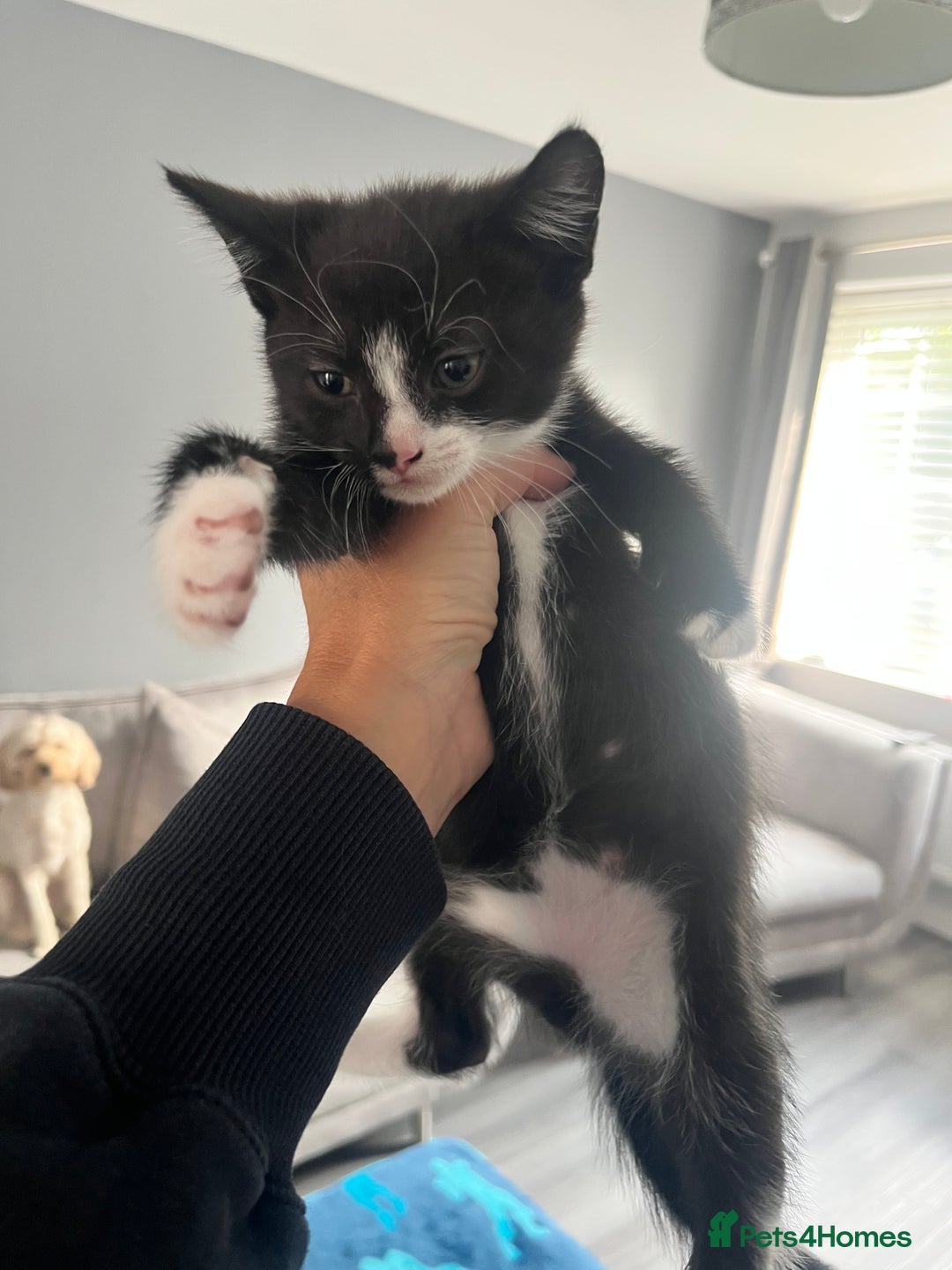 Mixed Breed cats for sale: 1 male 2 female kittens  in Sandbach - Image 3