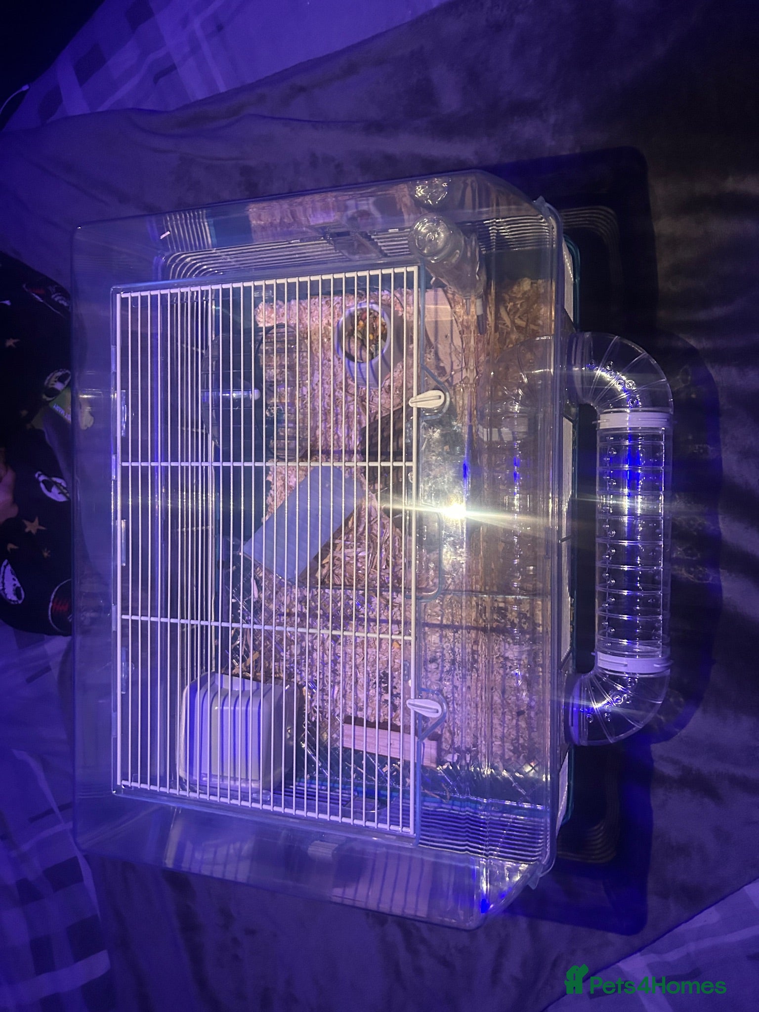 Hamster rodents Russian dwarf hamster and cage - Advert 2