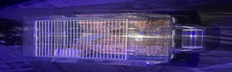 Hamster rodents for sale: Russian dwarf hamster and cage in Newhaven - Advert 1