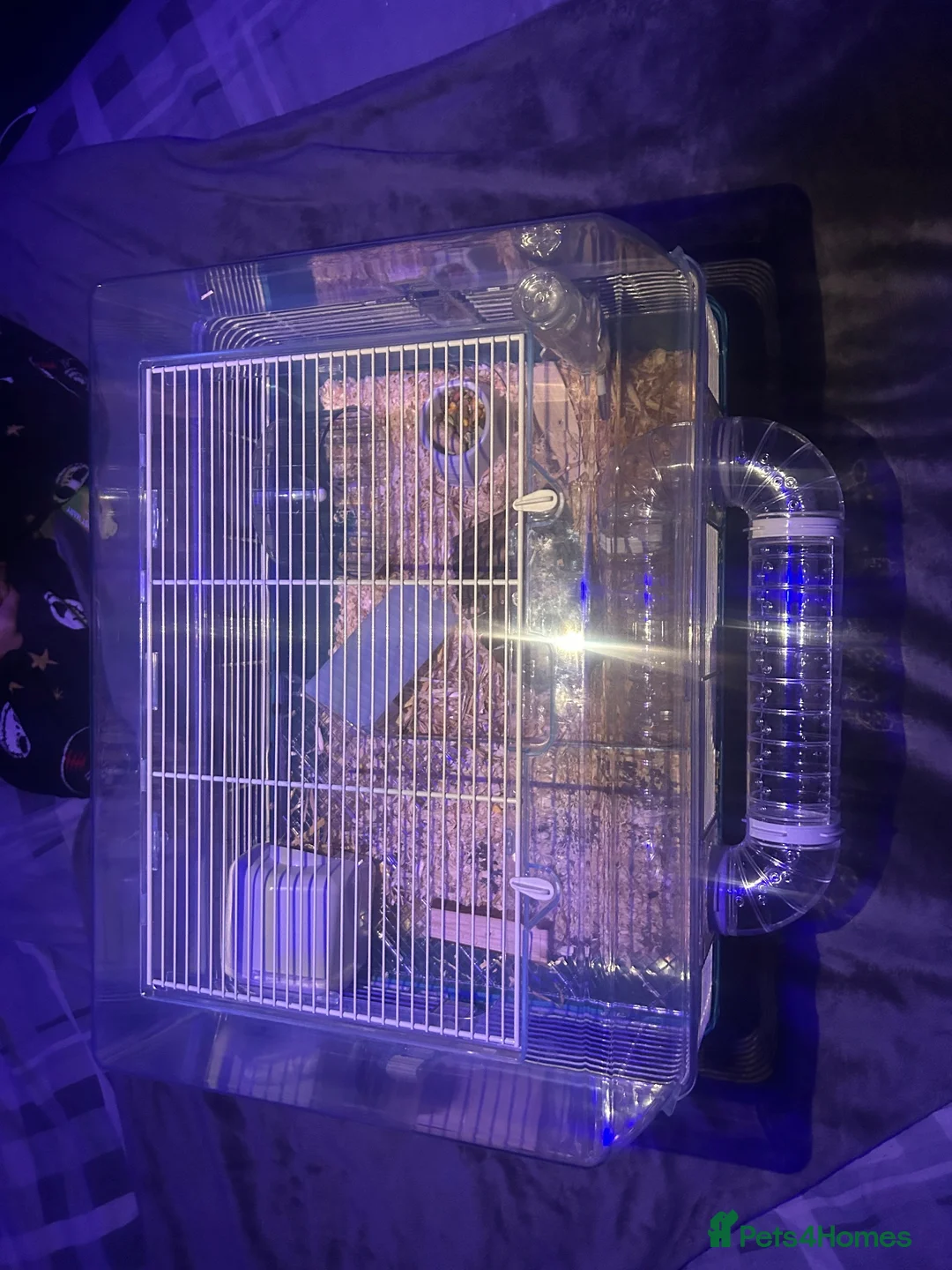 Hamster rodents for sale: Russian dwarf hamster and cage in Newhaven - Advert 1