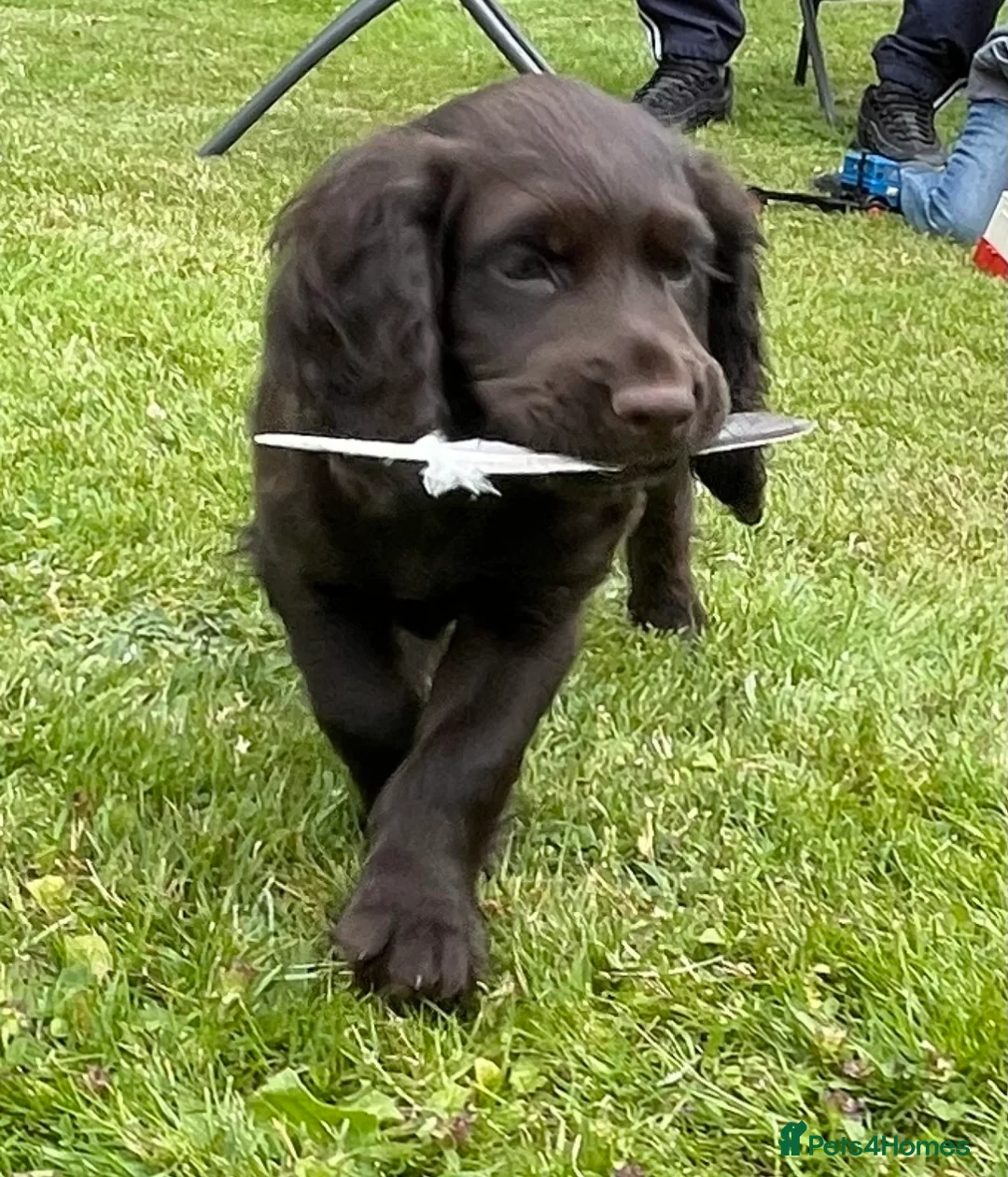 Cocker Spaniel dogs for stud: Stunning Chocolate & Tan Cocker Proven Stud in Burton-on-Trent - Advert 16