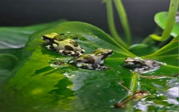 Frog reptiles for sale: Amazon milk frog babies  - Image 1