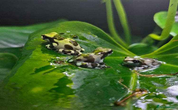 Frog reptiles - Advert 1