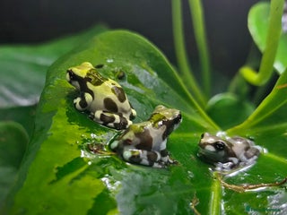 Frog reptiles - Advert 2