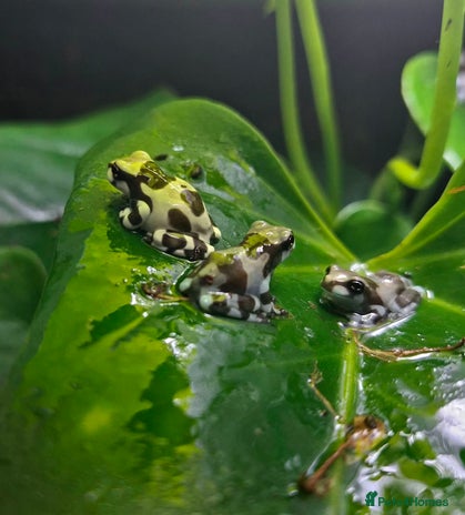 Frog reptiles - Advert 1