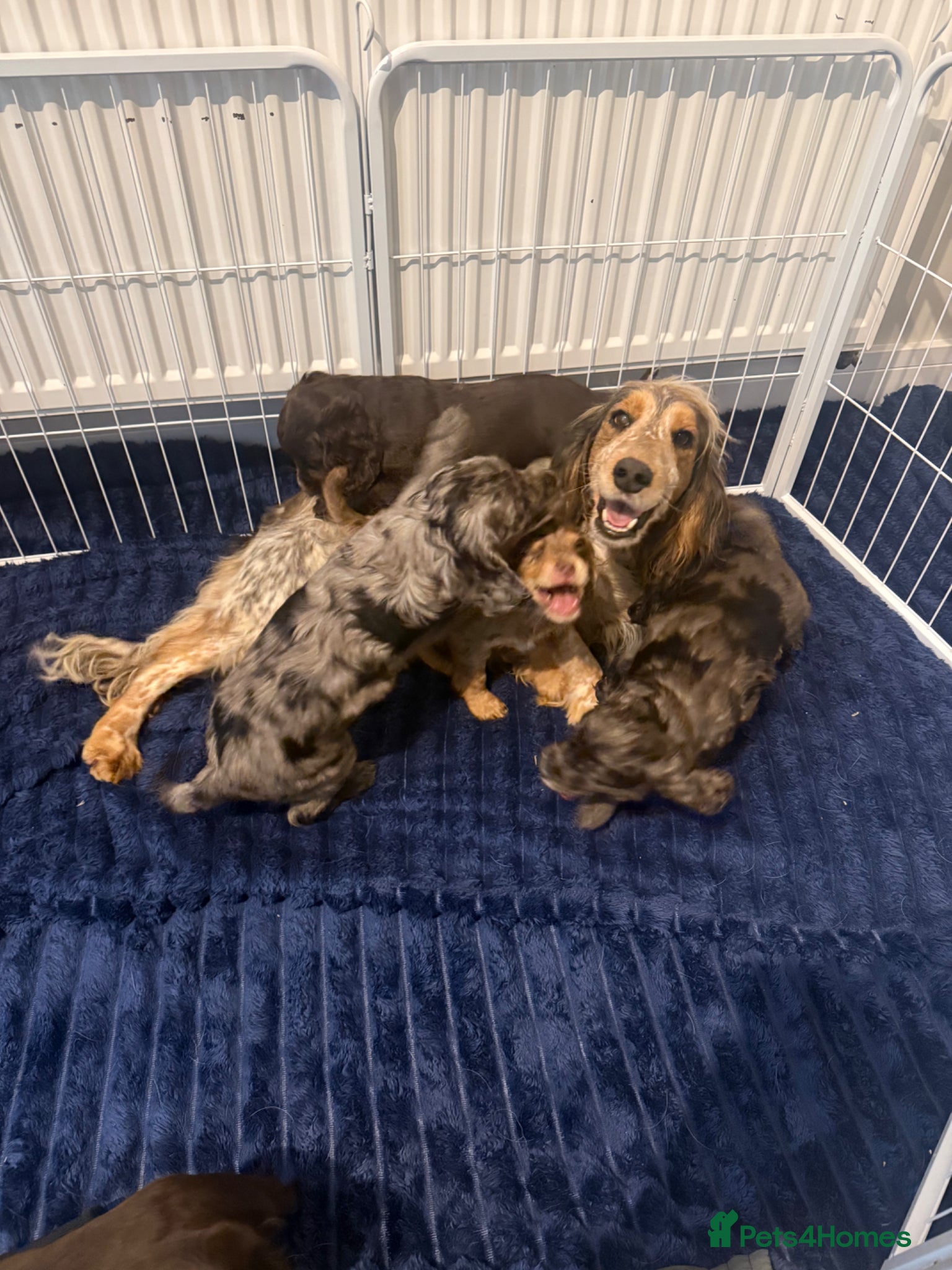Cocker Spaniel dogs Ready to leave show type DNA health tested  - Advert 1