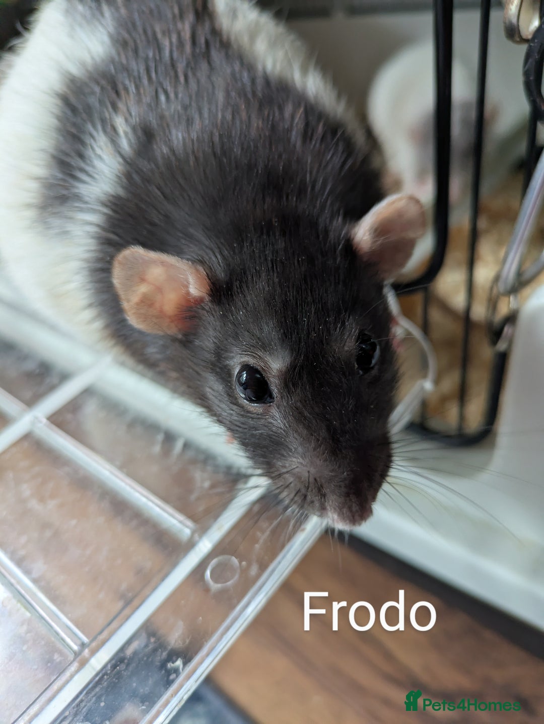 Rat rodents for sale: 4 Female Rats & Set-Up - Image 5