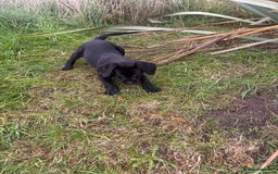 Labrador Retriever dogs for sale: 1 Black Labrador bitch left ready to go now  - Image 4