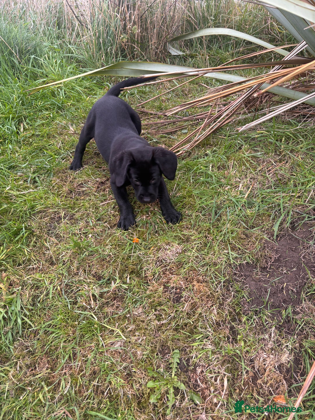 Labrador Retriever dogs for sale: 1 Black Labrador bitch left ready to go now  - Image 4