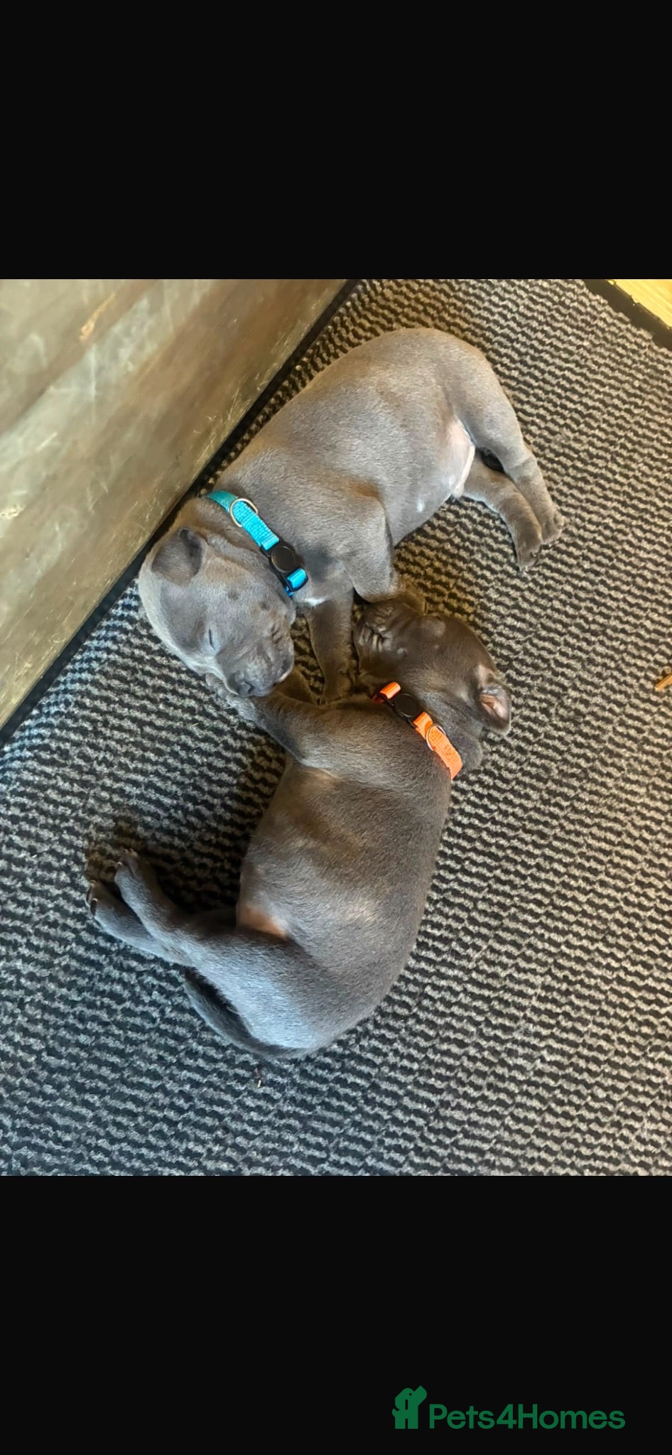 Staffordshire Bull Terrier dogs Staff puppies  - Advert 2