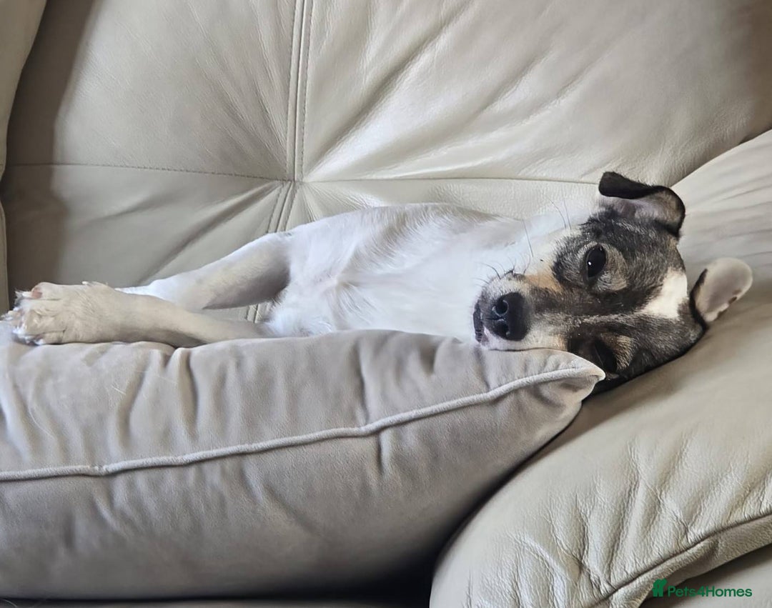 Mixed Breed dogs for adoption: Meet Raisin (aka April) - Image 5