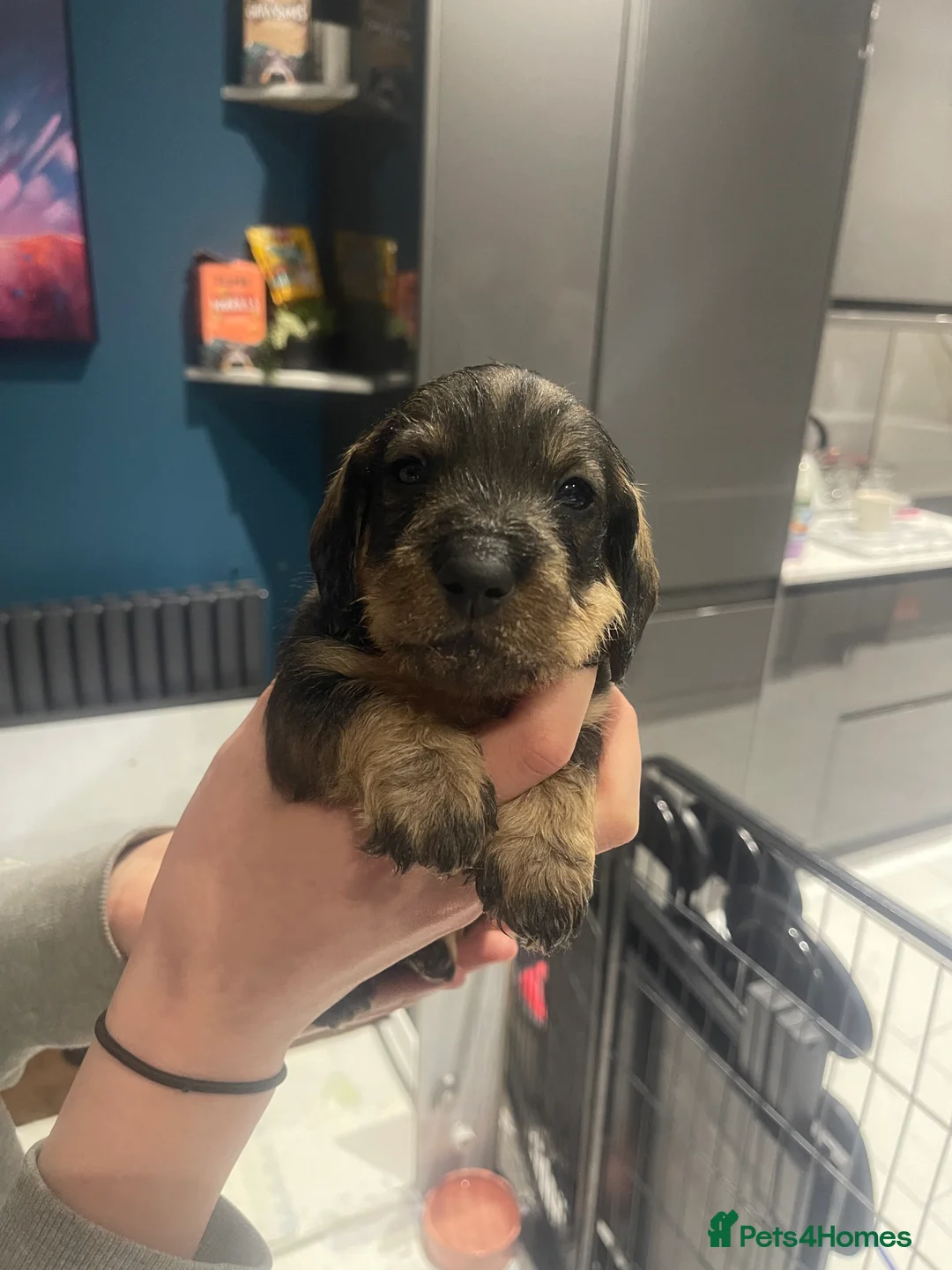 Dachshund dogs for sale: KC registered Standard wirehaired dachshund  - Advert 18