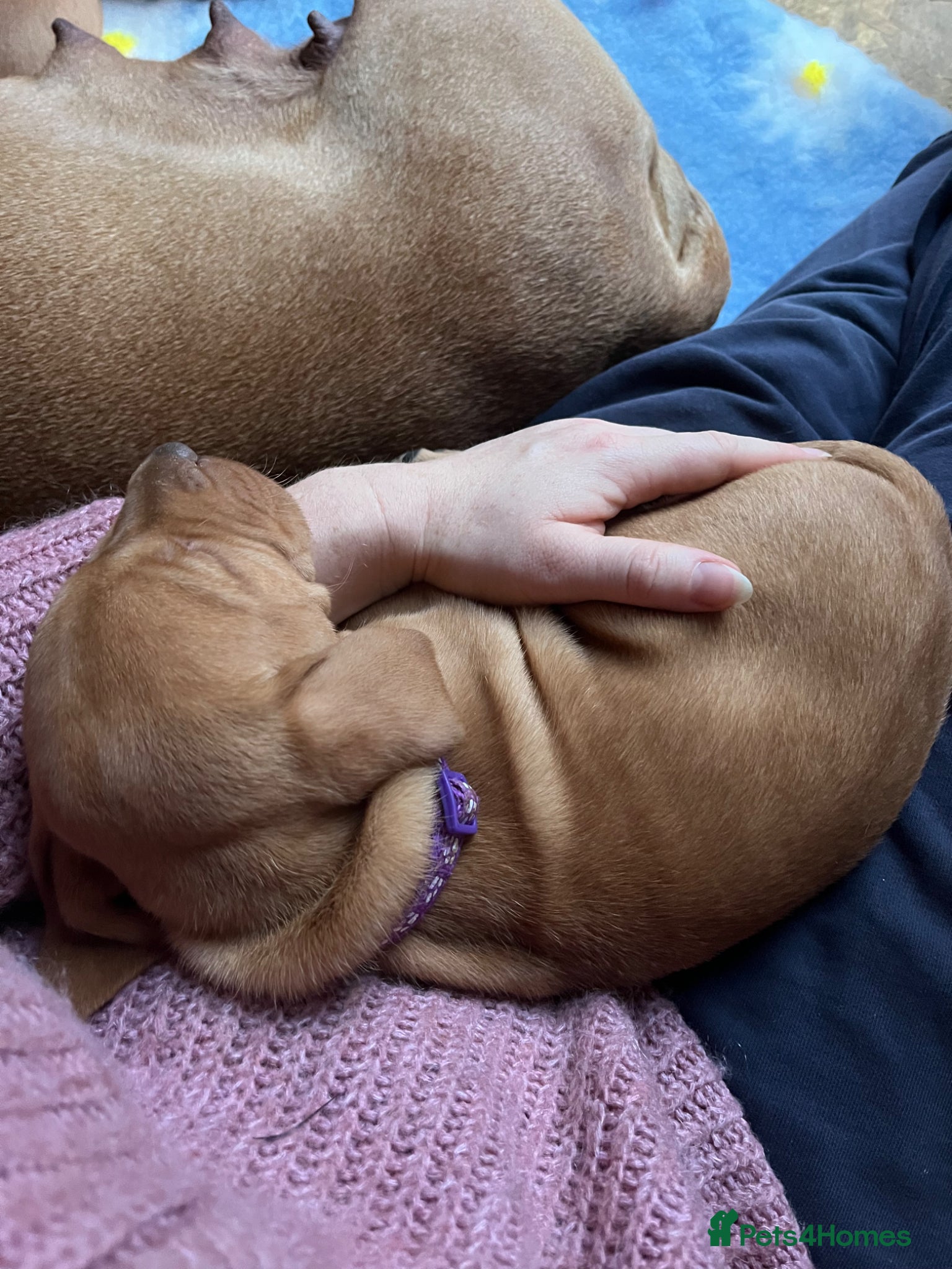 Hungarian Vizsla dogs for sale: Championship Bloodline Pedigree Hungarian Vizsla - Advert 3