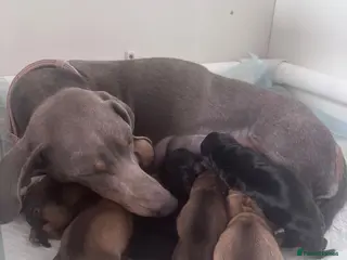 Chiweenie dogs Chiweenies for sale - Advert 1